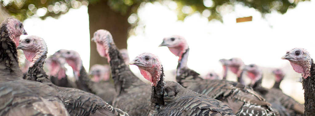 turkeys