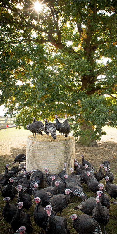 Free Range Turkeys